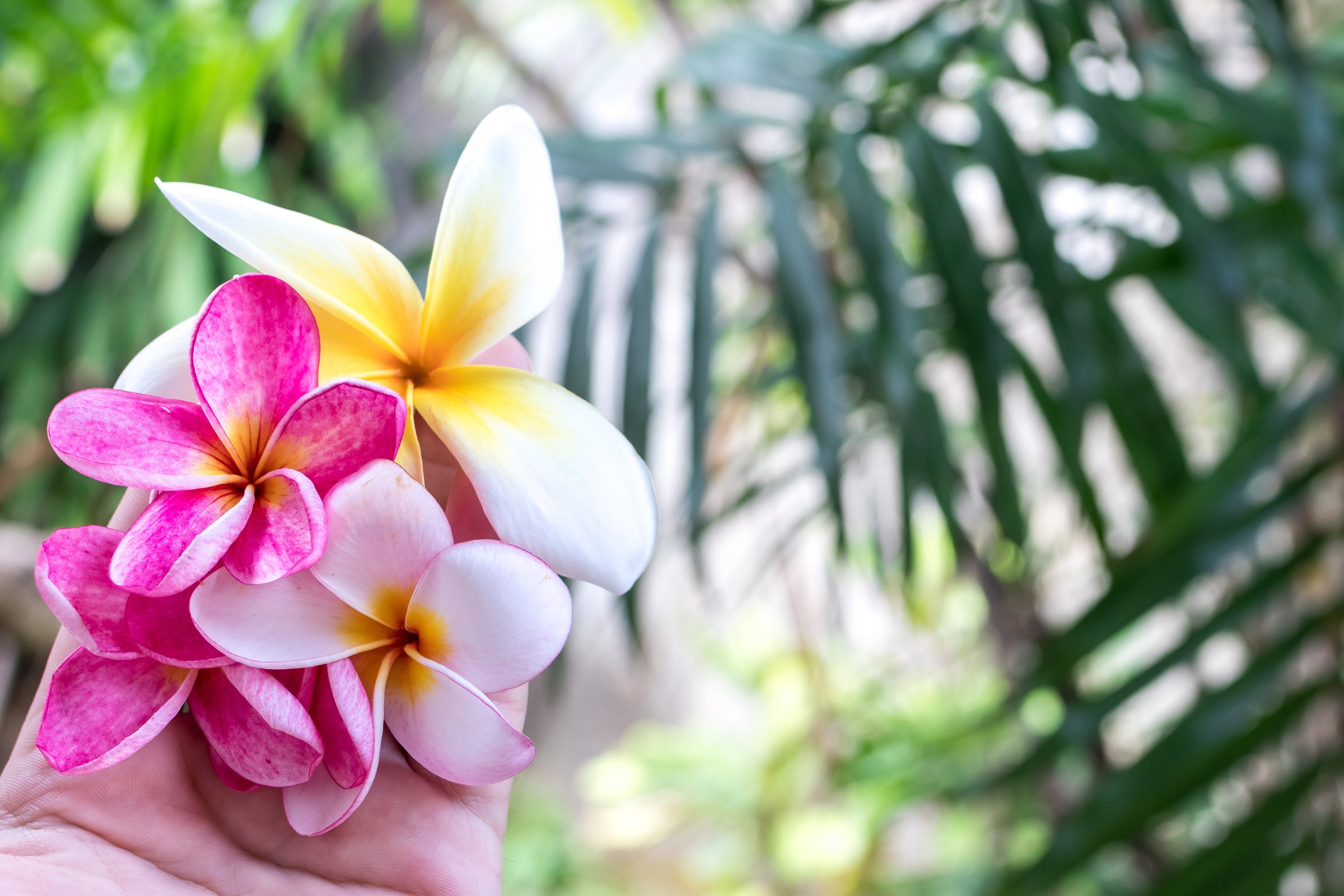 Plumeria Flower Pink and White Frangipani Tropical Flower, Plumeria Flower Bloominge, Spa Flower, Bali Island.